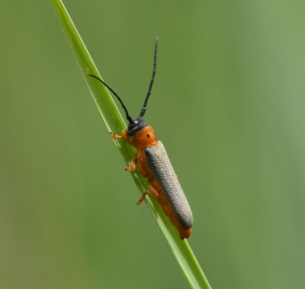 Oberea oculata